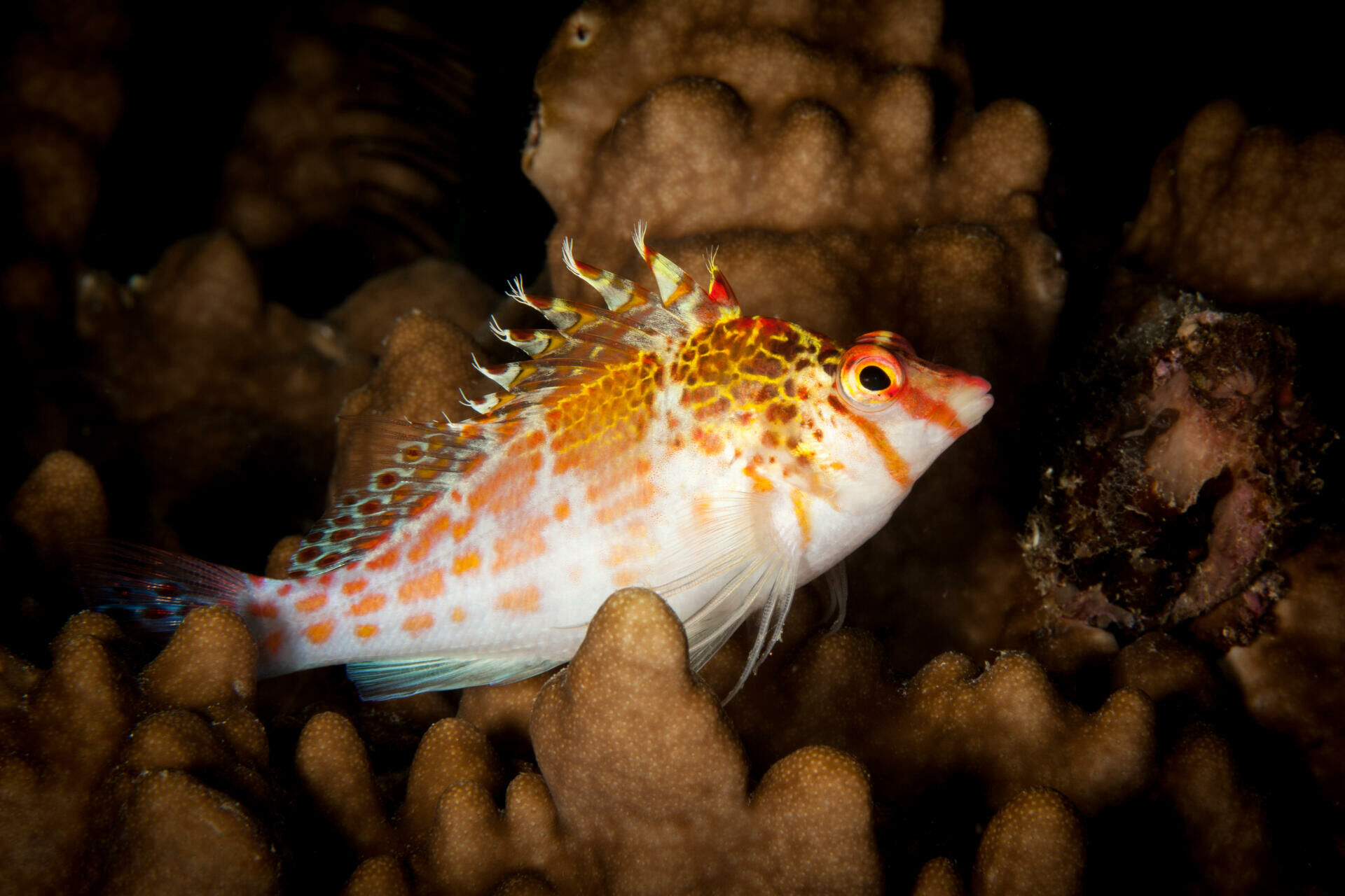 Imagem do Peixe Falcão